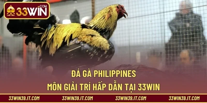 Đá Gà Philippines – Môn Giải Trí Hấp Dẫn Tại 33WIN