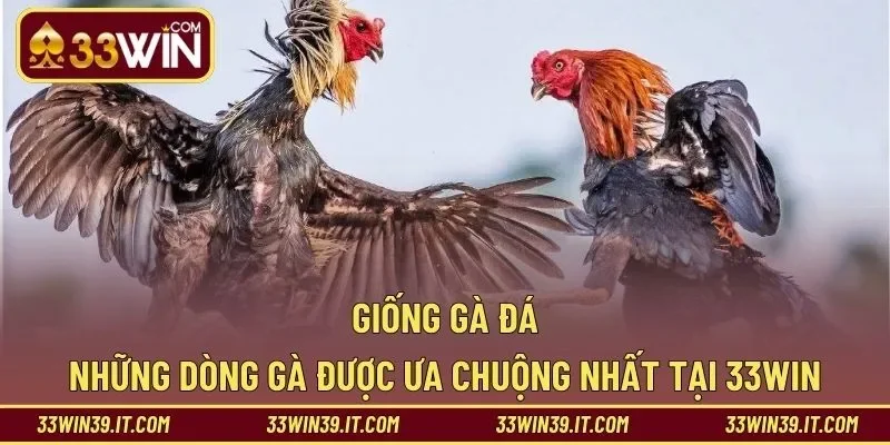 Giống Gà Đá – Những Dòng Gà Được Ưa Chuộng Nhất Tại 33WIN
